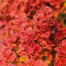 Berberis thunbergii orange for sale  HORSHAM