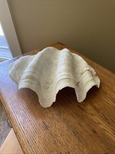Large clam shell for sale  Shelley