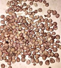 Kahelelani shells size for sale  Kapaa