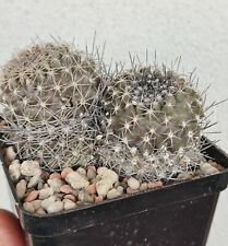 Copiapoa maritma bicefala usato  Modena