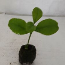 Lemon tree citrus for sale  PRESTON