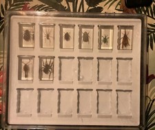 Coffret insectes inclusion d'occasion Coffret insectes inclusion d'occasion  Toulouse-