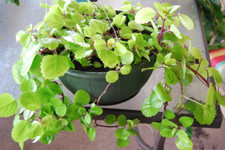 Plectranthus australis rooted for sale  Palm Bay