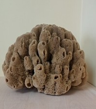 large natural sea sponge for sale large natural sea sponge for sale ROSSENDALE