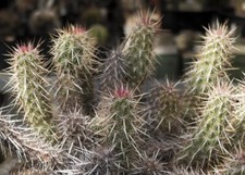 Echinocereus brandegeei strawb for sale Echinocereus brandegeei strawb for sale  DARLINGTON