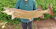 Vtg real fish for sale  Elk Grove Village