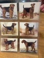 Airedale terriers imperial for sale  DONCASTER