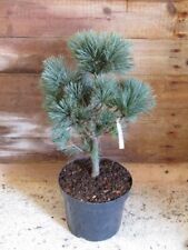 Pinus monticola snow for sale  TIVERTON