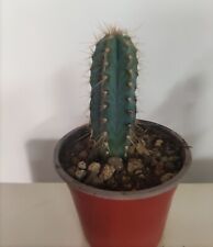 Pilosocereus azureus usato  Lentini