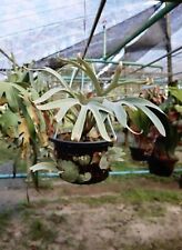 Platycerium hakuna matata for sale  Hilliard