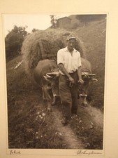 Farmer yoked cattle for sale  BLAIRGOWRIE