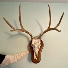European mule deer for sale  Salt Lake City