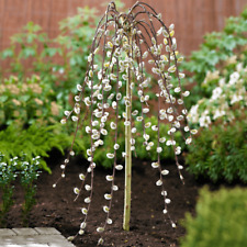 Salix caprea pendula for sale  UK