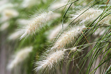 Dwarf fountain grass for sale  Canton