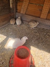 Fresh quail eggs for sale  BIRMINGHAM