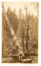 Rppc logging felling for sale  Silverwood