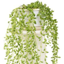 Senecio herreianus evergreen for sale  UK