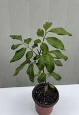 Longan tree dimocarpus for sale  El Monte