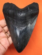 Megalodon shark tooth for sale  Bradenton