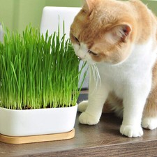 Cat grass seeds for sale  Melbourne
