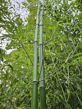 Madake bamboo rhizomes for sale  Conyers