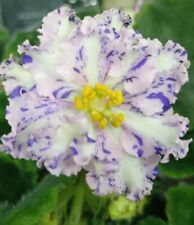 African violet plant for sale  Summerville