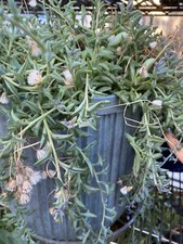 Cuttings string dolphins for sale  Santa Maria