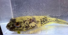 puffer fish for sale  Naples