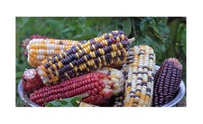 25x ziermais große gebraucht kaufen 25x ziermais große gebraucht kaufen  Pfullingen