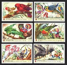 Parrots north american for sale  BRIDPORT
