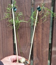 Bowiea volubilis climbing for sale Bowiea volubilis climbing for sale  SKELMERSDALE