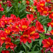 Alstroemeria peruvian lily for sale  Gastonia