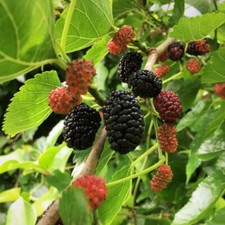Live mulberry tree for sale  Kennett Square