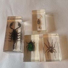 Bug specimen clear for sale  GOREBRIDGE