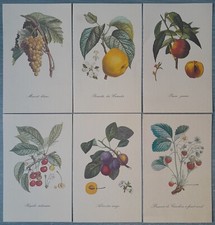 Stampe botaniche frutti usato  Oristano
