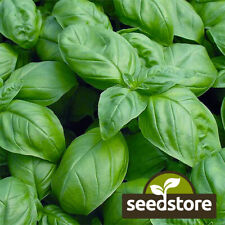 Sweet basil seeds for sale  Tarpon Springs