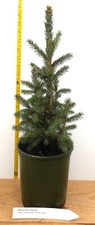 Black hills spruce for sale  Albany
