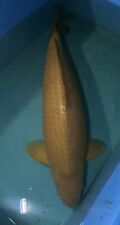 Koi carp 79cm for sale  BURNTWOOD