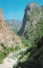 South fork kings for sale  Henderson