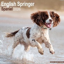 Calendário Springer Spaniel 2026 Inglês | Parede de presente para cachorro 15% OFF VÁRIOS PEDIDOS comprar usado  Enviando para Brazil