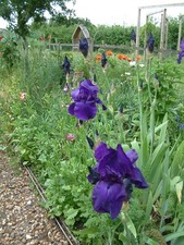 Iris germanica. royal for sale  HARLESTON