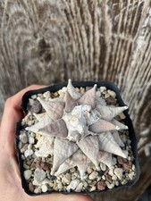 Ariocarpus retusus old usato  Mazara del Vallo