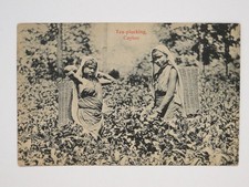 Tea picking ceylon for sale Tea picking ceylon for sale  EDINBURGH