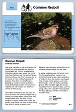 Common redpoll 18.9 for sale Common redpoll 18.9 for sale  SLEAFORD
