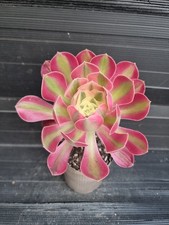 Aeonium pink witch for sale  KILMARNOCK