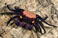 Crabe geosesarma dennerle d'occasion  Ingwiller
