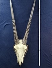 Ryx antilopen schädeltrophäe gebraucht kaufen  Ingersheim