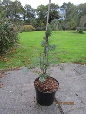 Pseudotsuga menziesii glauca for sale Pseudotsuga menziesii glauca for sale  TIVERTON