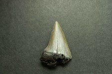 Haizahn haifischzahn haizähne gebraucht kaufen  Ürzig