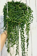 String pearls plant for sale  Middletown